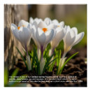 Search for crocus posters Flower