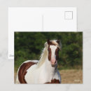 Search for haflinger postcards Animal