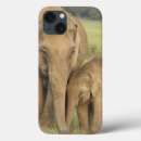 Search for asian elephant cases Adult