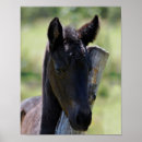 Search for equine image posters Black