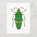 Search for beetles postcards Entomology