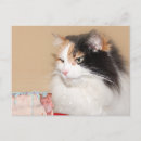 Search for eat cake postcards Birthday