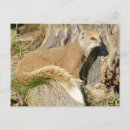 Search for mongoose postcards Wildlife