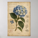 Search for hydrangea art Botanical