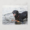 Search for black lab postcards Funny