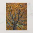 Search for blowing postcards Tree