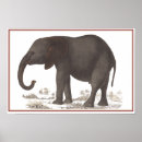 Search for vintage natural history posters Antique
