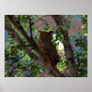 Search for colourful owl pattern posters Design