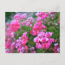 Search for geranium postcards Pretty