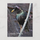 Search for starling postcards Sturnus vulgaris
