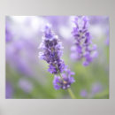 Search for macro flower posters Purple