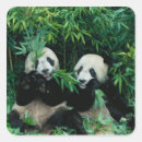 Search for panda party stickers Bear