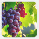 Search for grape vine stickers Fruit