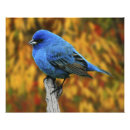 Search for backyard birds posters Nature