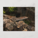 Search for monitor postcards Reptile