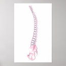 Search for spine art Illustration