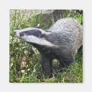 Search for badgering magnets Badgers