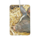 Search for pig car air fresheners Animals