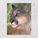 Search for concolor postcards Usa