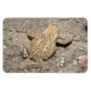 Search for crawl magnets Nature