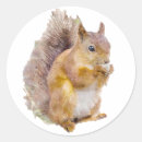 Search for red squirrel stickers Watercolor