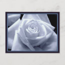 Search for blue frame postcards Rose