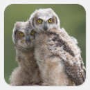 Search for great horned owls stickers Nature