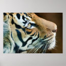 Search for profiling posters Tiger
