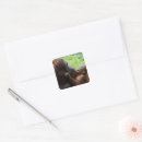 Search for baby orangutan stickers Monkey
