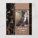 Search for pet memorial invitations Sympathy