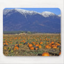 Search for the pumpkin patch mouse mats Orange