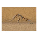 Search for paleontology posters Tyrannosaurus rex