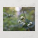 Search for budding postcards Floral
