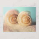 Search for nautilus shell postcards Beach