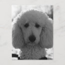 Search for puppy face postcards Cute