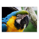 Search for pet macaw cards Wildlife