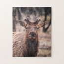 Search for elk puzzles Wild