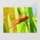 Search for flying dragons postcards Insect