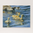 Search for goslings puzzles Nature