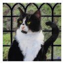 Search for cat window posters Cute