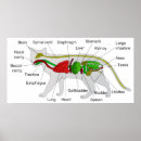 Search for felis posters Feline