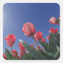 Search for looking up stickers Usa