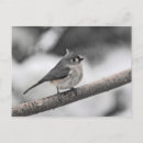 Search for titmouse postcards Snow