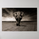 Search for black and white elephant posters Nature