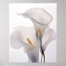 Search for calla lily art White