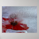 Search for coneflower art Garden