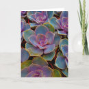 Search for succulent cards Photography