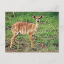 Search for game reserve postcards Animal