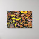 Search for bones canvas prints Close up