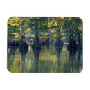 Search for bald tree magnets Forest